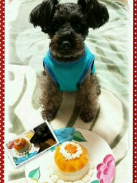 わんこ用 birthday cake☆