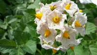 野菜の花 2014/05/22 11:54:59