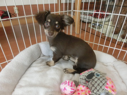 ハーフ犬　小町ちゃん