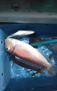 御前崎甘鯛釣り