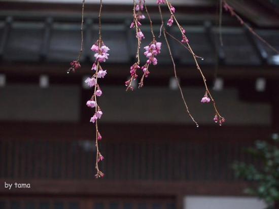 小雨の箱根　通りすがりのスナップフォト