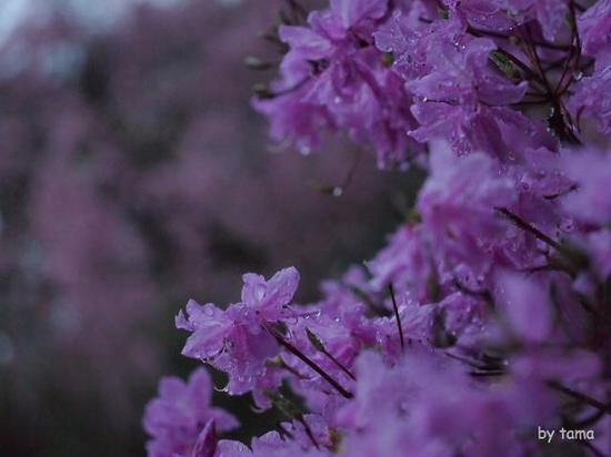 小雨の箱根　通りすがりのスナップフォト