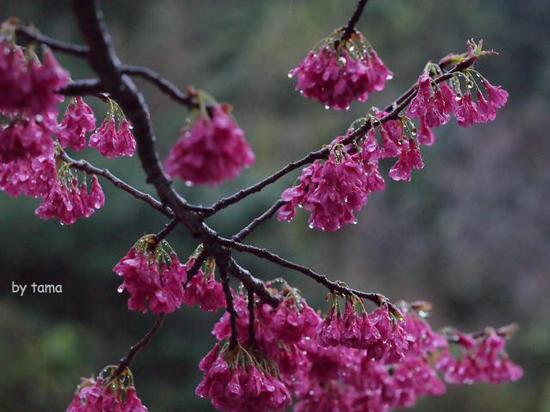 小雨の箱根　通りすがりのスナップフォト