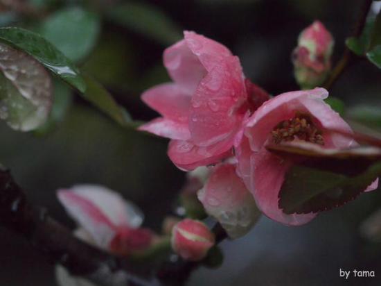 小雨の箱根　通りすがりのスナップフォト