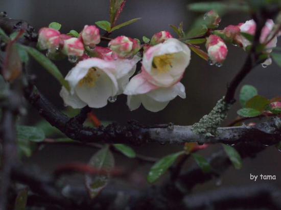 小雨の箱根　通りすがりのスナップフォト