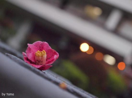 小雨の箱根　通りすがりのスナップフォト