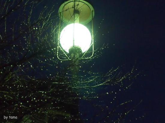 夜の小雨の箱根　通りすがりのスナップフォト　ＮＯ２