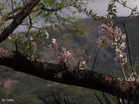 のどかな風景　桜とＳＬフォト＆動画＆パノラマ　大井川鉄道　ＮＯ３