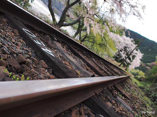 のどかな風景　桜とＳＬフォト＆動画＆パノラマ　大井川鉄道　ＮＯ３