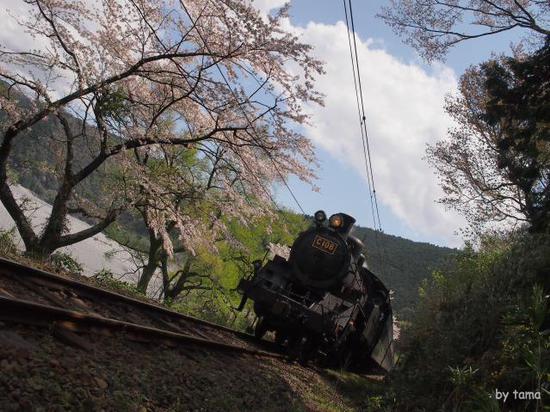 のどかな風景　桜とＳＬフォト＆動画＆パノラマ　大井川鉄道　ＮＯ３