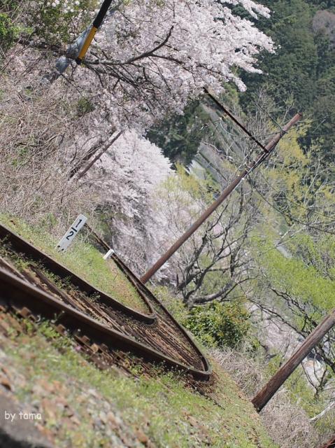 のどかな風景　桜とＳＬフォト＆動画＆パノラマ　大井川鉄道　ＮＯ３