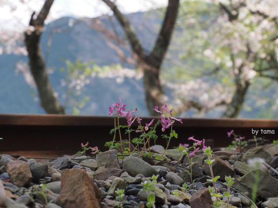 のどかな風景　桜とＳＬフォト＆動画＆パノラマ　大井川鉄道　ＮＯ３