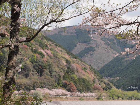 のどかな風景　桜とＳＬフォト＆動画＆パノラマ　大井川鉄道　ＮＯ３