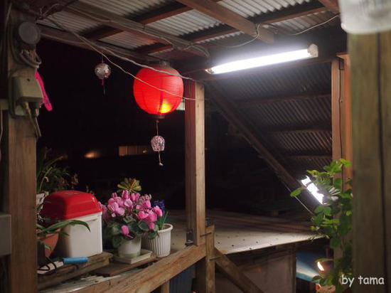 桜のシーズンの屋形船　夜の隅田川＆スカイツリー　スナップショット