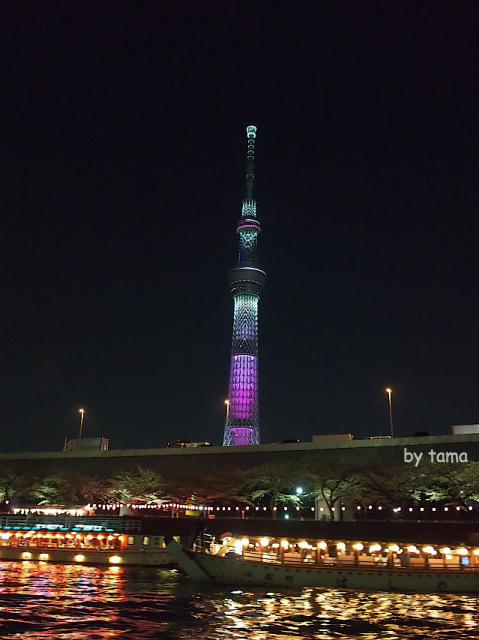 桜のシーズンの屋形船　夜の隅田川＆スカイツリー　スナップショット
