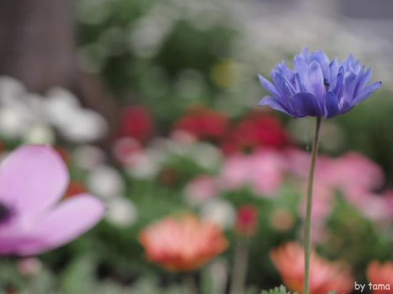 紫色のアネモネ　花言葉は・・・・・・・