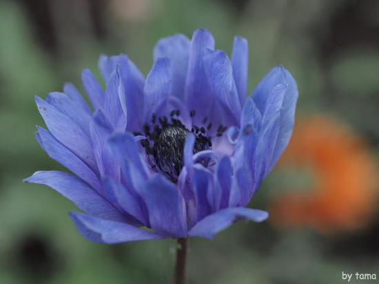紫色のアネモネ　花言葉は・・・・・・・