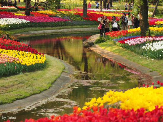 森の中のチューリップ畑　　国営昭和記念公園