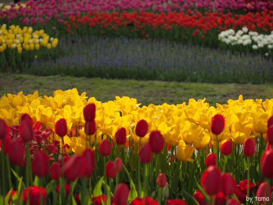 森の中のチューリップ畑　　国営昭和記念公園