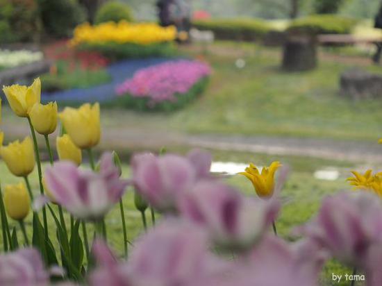 森の中のチューリップ畑　　国営昭和記念公園