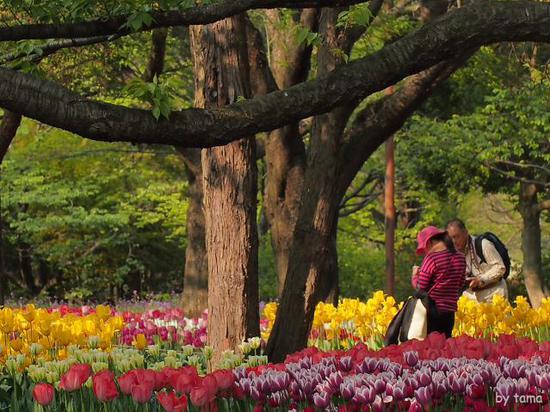 森の中のチューリップ畑　　国営昭和記念公園