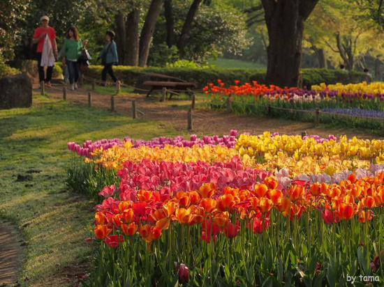 森の中のチューリップ畑　　国営昭和記念公園