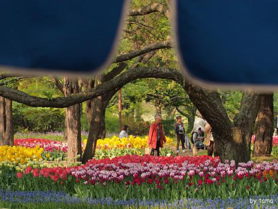 森の中のチューリップ畑　　国営昭和記念公園