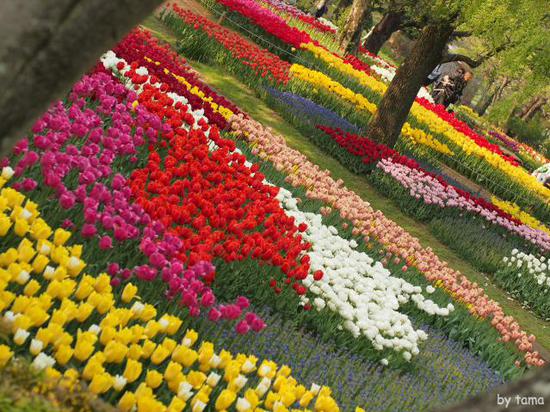 森の中のチューリップ畑　　国営昭和記念公園