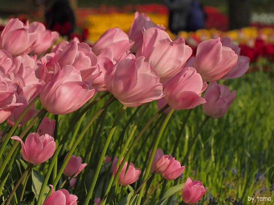 森の中のチューリップ畑　　国営昭和記念公園