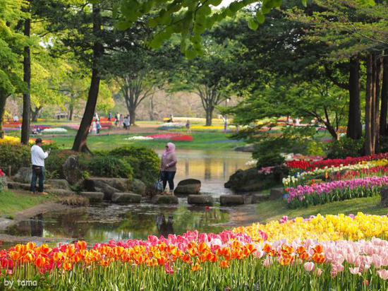 森の中のチューリップ畑　　国営昭和記念公園