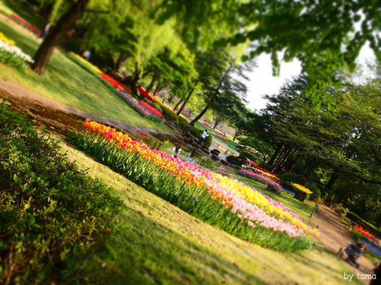 森の中のチューリップ畑　　国営昭和記念公園