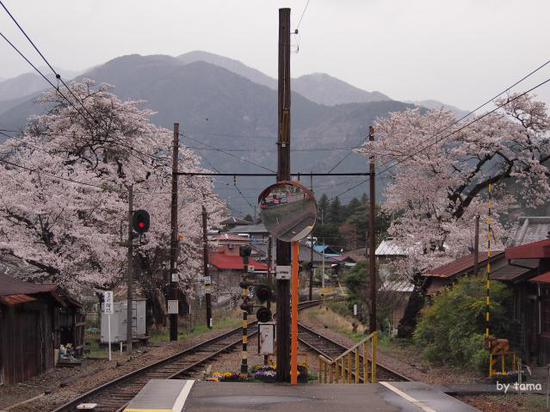 桜とＳＬ　フォト＆動画　大井川鉄道　駿河徳山駅　
