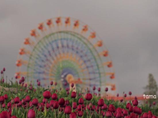 富士山の裾野　天空のチューリップ祭り　遊園地ぐりんぱ