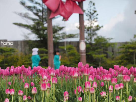 富士山の裾野　天空のチューリップ祭り　遊園地ぐりんぱ