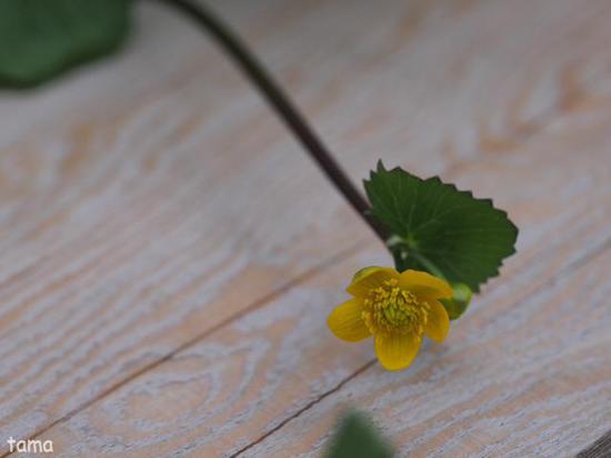 湿生花園で出逢ったお花たち♪　５月の箱根