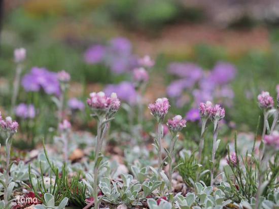 湿生花園で出逢ったお花たち♪　５月の箱根