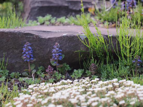 湿生花園で出逢ったお花たち♪　５月の箱根