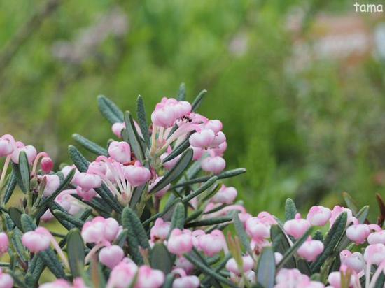 湿生花園で出逢ったお花たち♪　５月の箱根