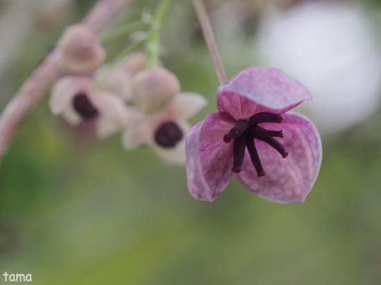 湿生花園で出逢ったお花たち♪　５月の箱根