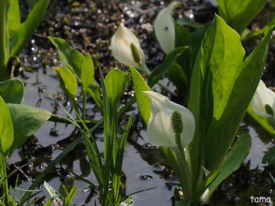 湿生花園で出逢ったお花たち♪　５月の箱根