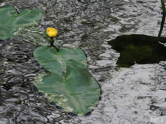 湿生花園で出逢ったお花たち♪　５月の箱根