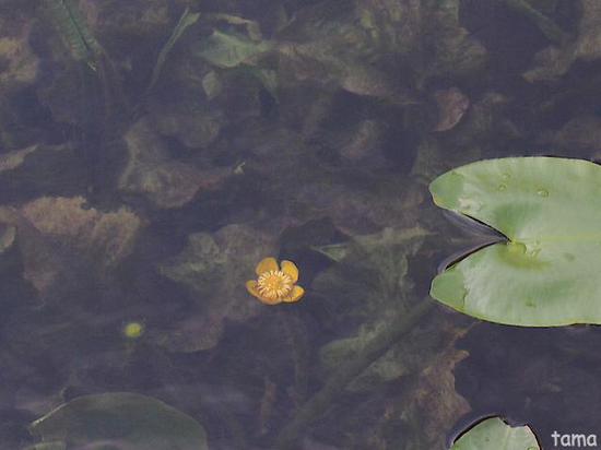 湿生花園で出逢ったお花たち♪　５月の箱根