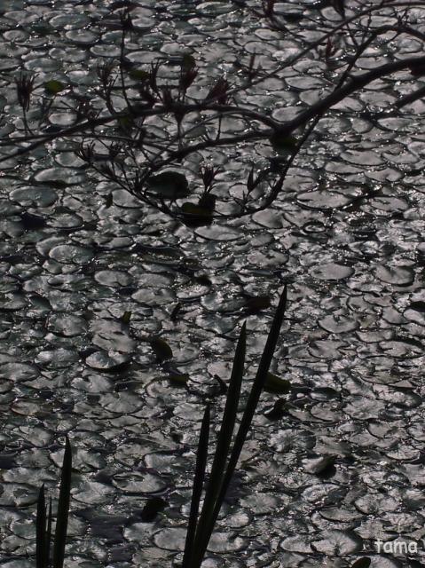 湿生花園で出逢ったお花たち♪　５月の箱根