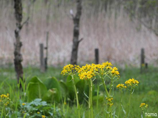 湿生花園で出逢ったお花たち♪　５月の箱根