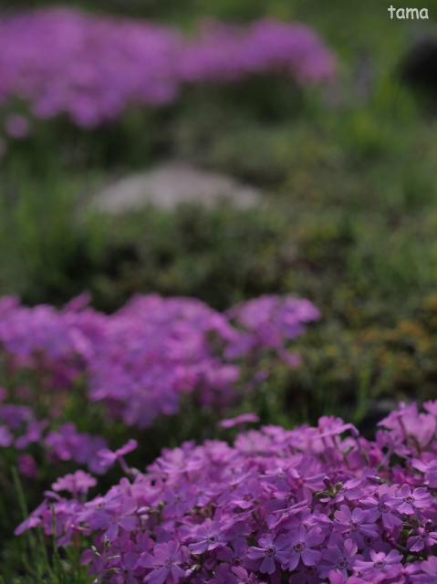 湿生花園で出逢ったお花たち♪　５月の箱根
