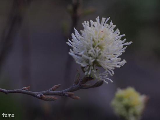 湿生花園で出逢ったお花たち♪　５月の箱根