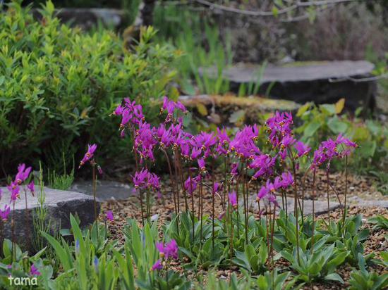 湿生花園で出逢ったお花たち♪　５月の箱根