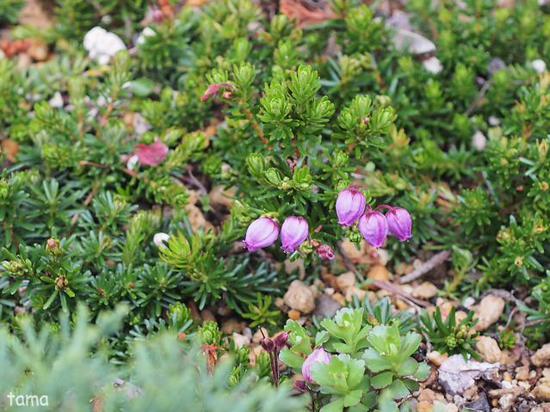 湿生花園で出逢ったお花たち♪　５月の箱根