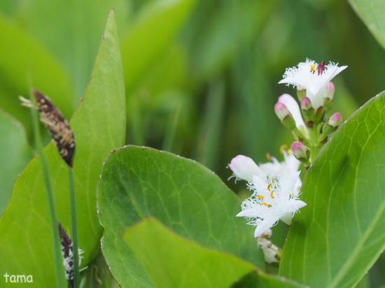 湿生花園で出逢ったお花たち♪　５月の箱根