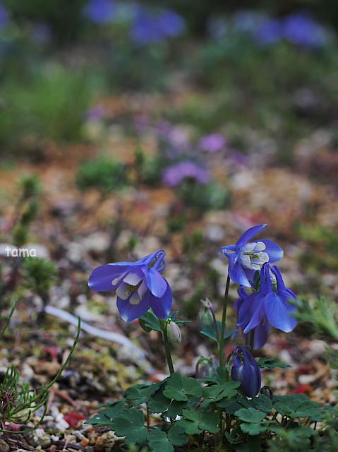 湿生花園で出逢ったお花たち♪　５月の箱根